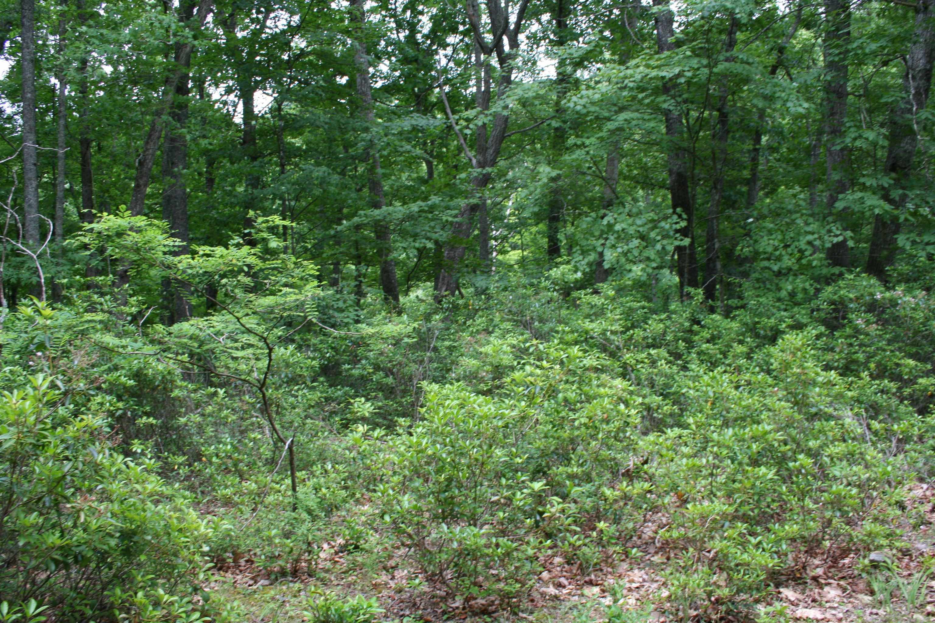 20 High Valley South, Monterey, VA 24465 - photo 4