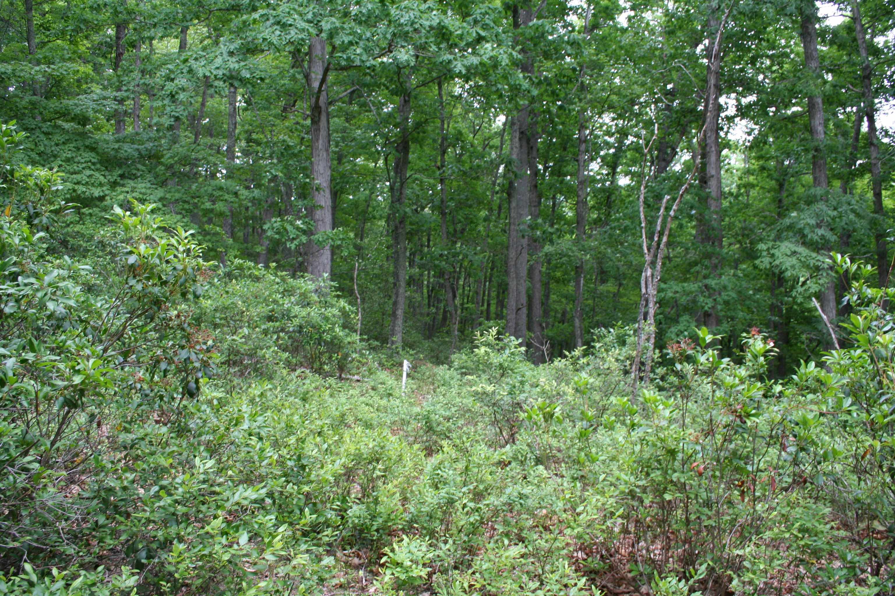 20 High Valley South, Monterey, VA 24465 - photo 5