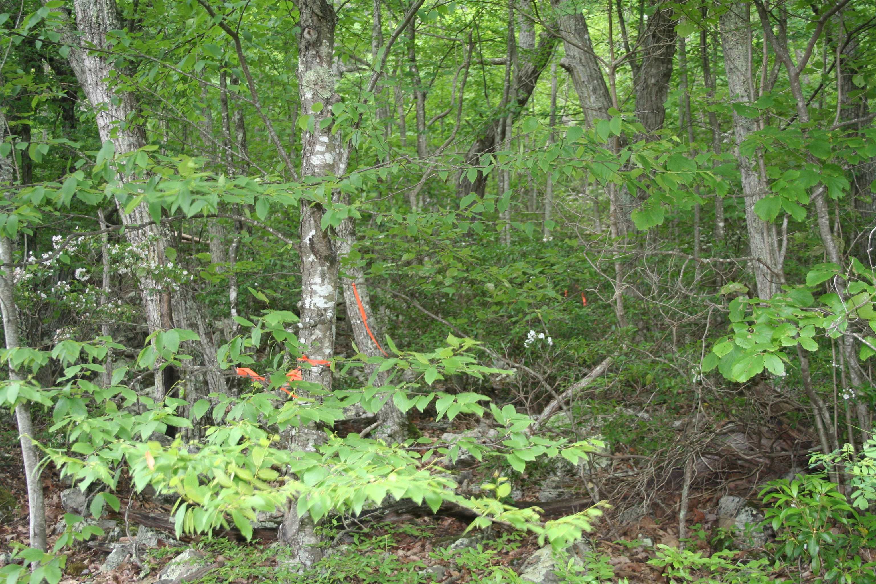 High Valley South, Monterey, VA 24465 - photo 3