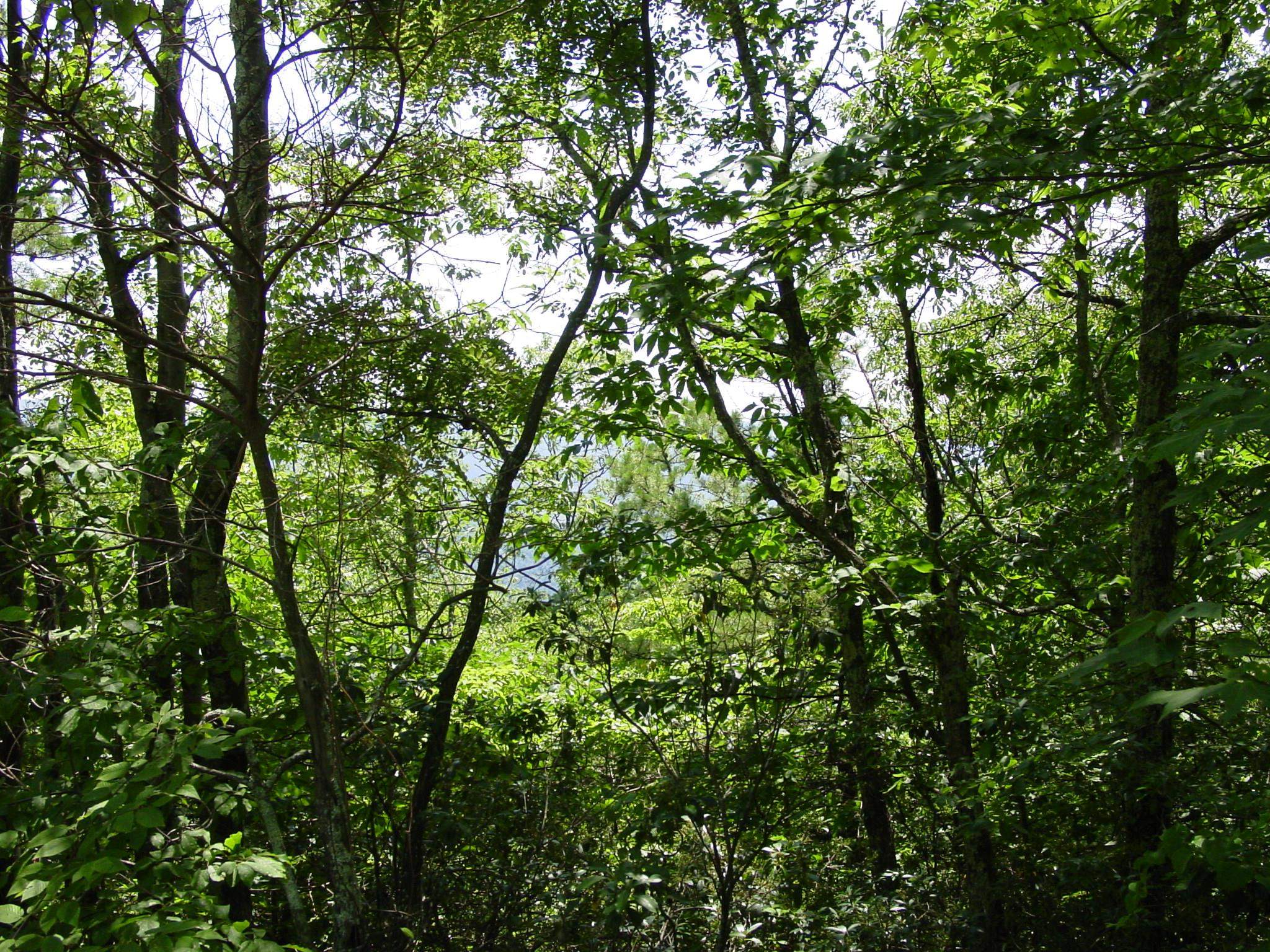 High Valley South, Monterey, VA 24465 - photo 2