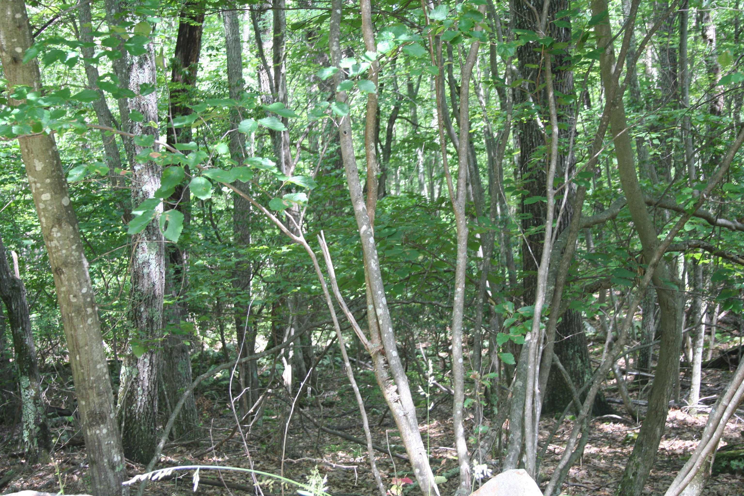High Valley South, Monterey, VA 24465 - photo 3