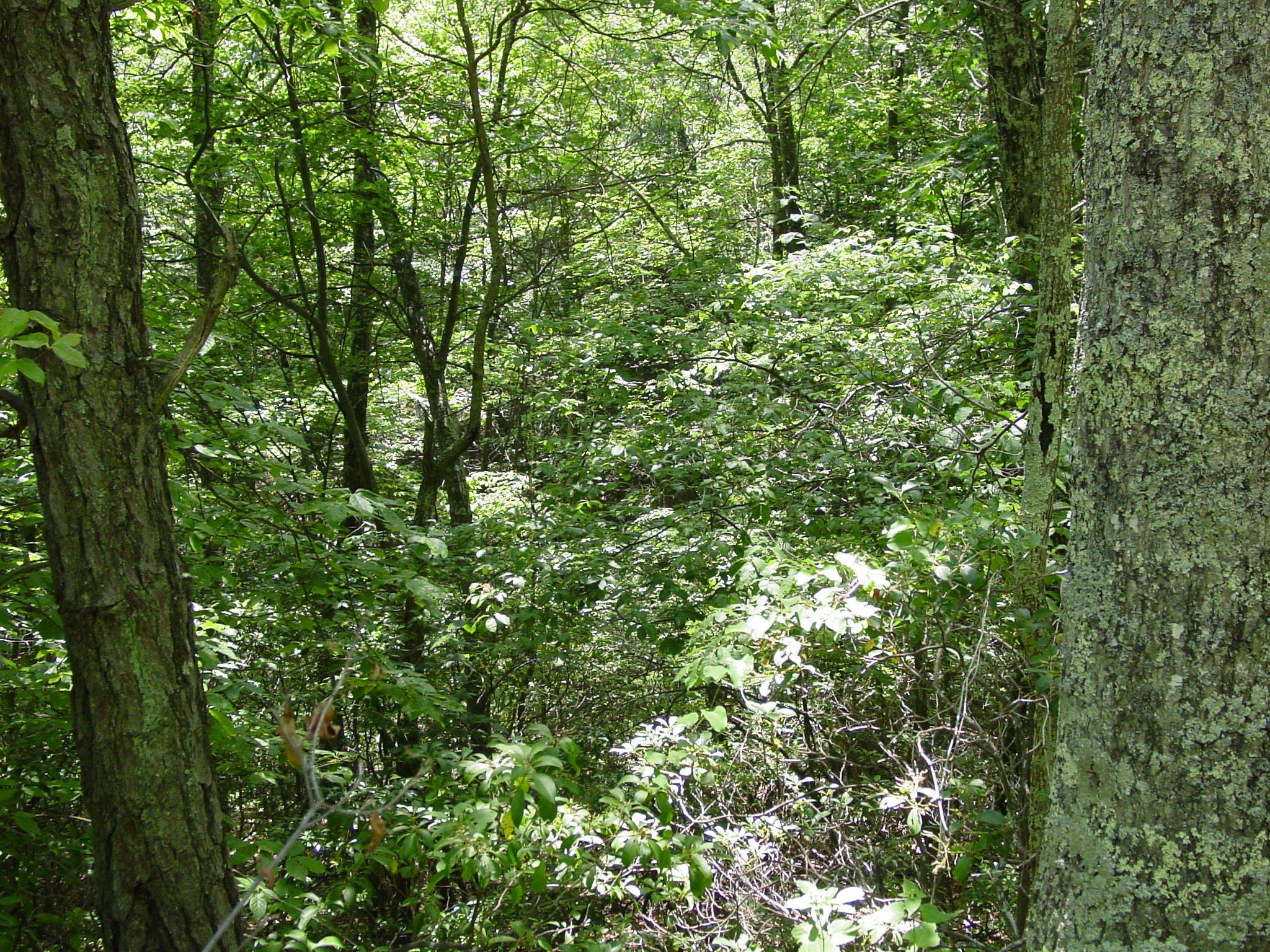 High Valley South, Monterey, VA 24465 - photo 4