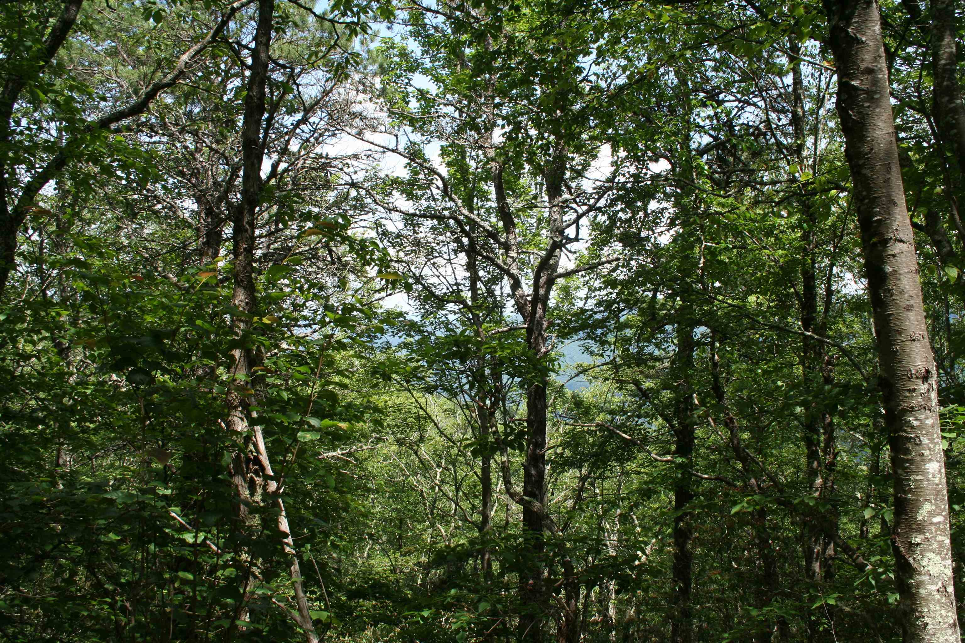 N Summit Dr, Monterey, VA 24465 - photo 2