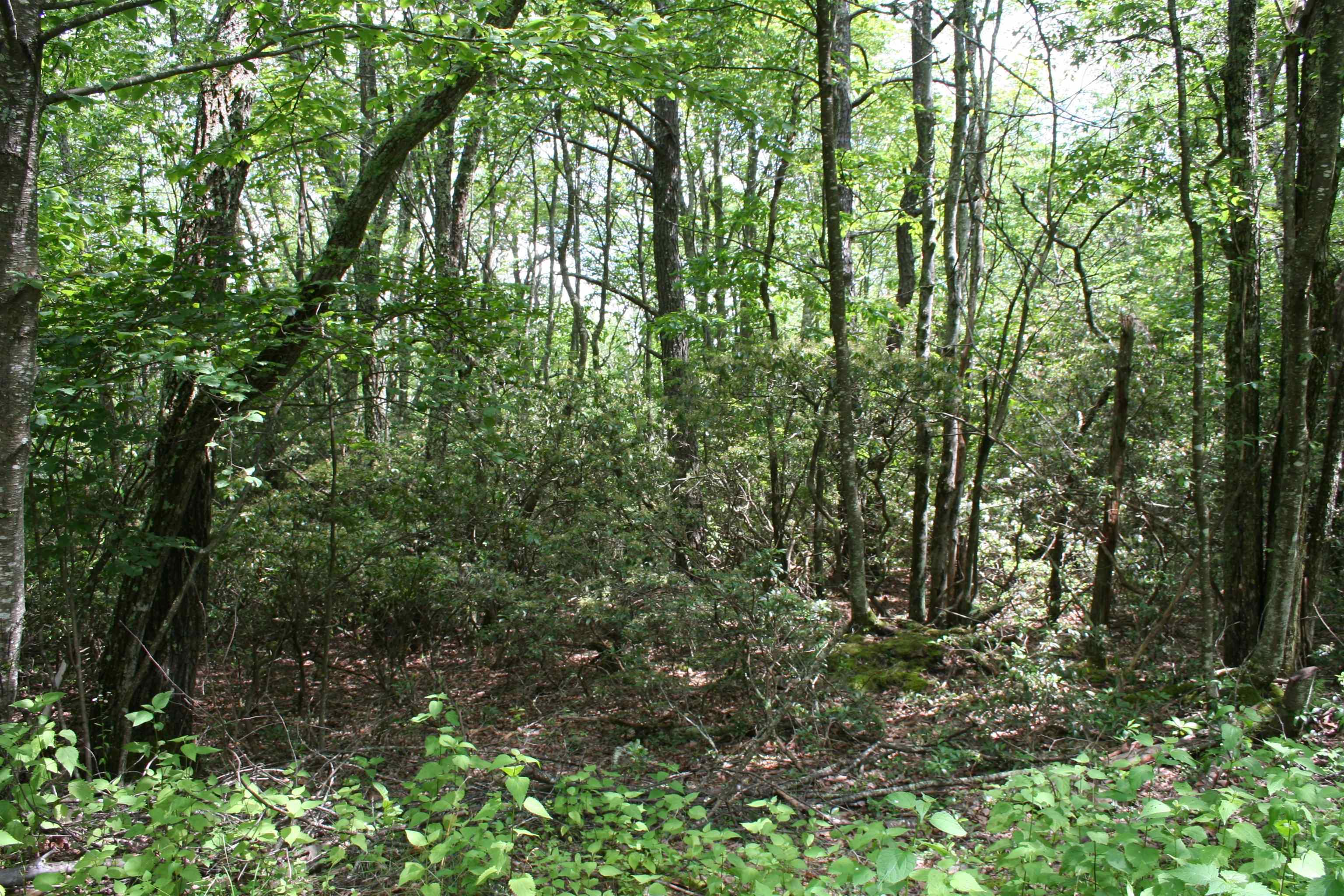 N Summit Dr, Monterey, VA 24465 - photo 4