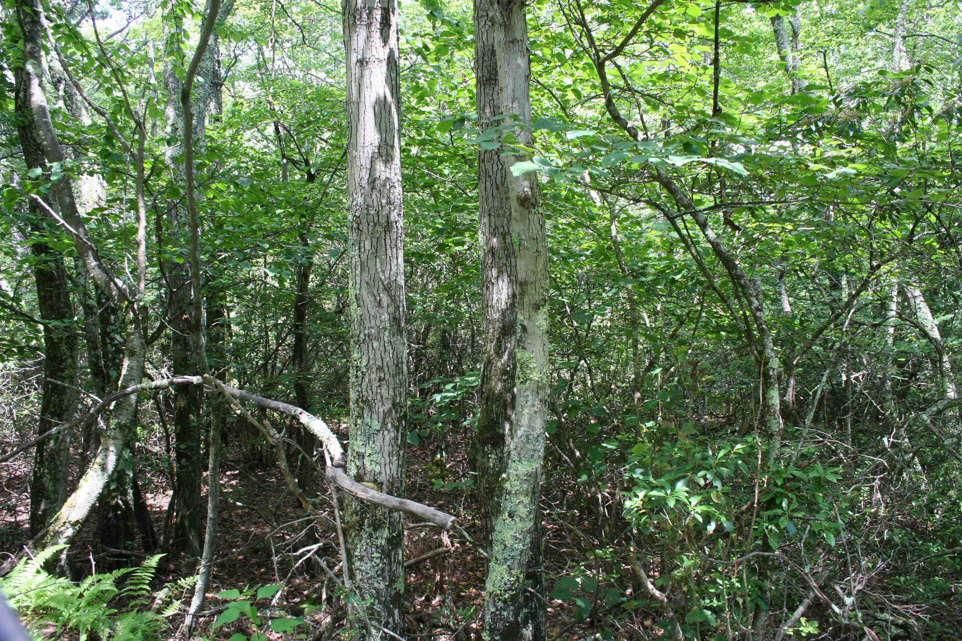 N Summit Dr, Monterey, VA 24465 - photo 5