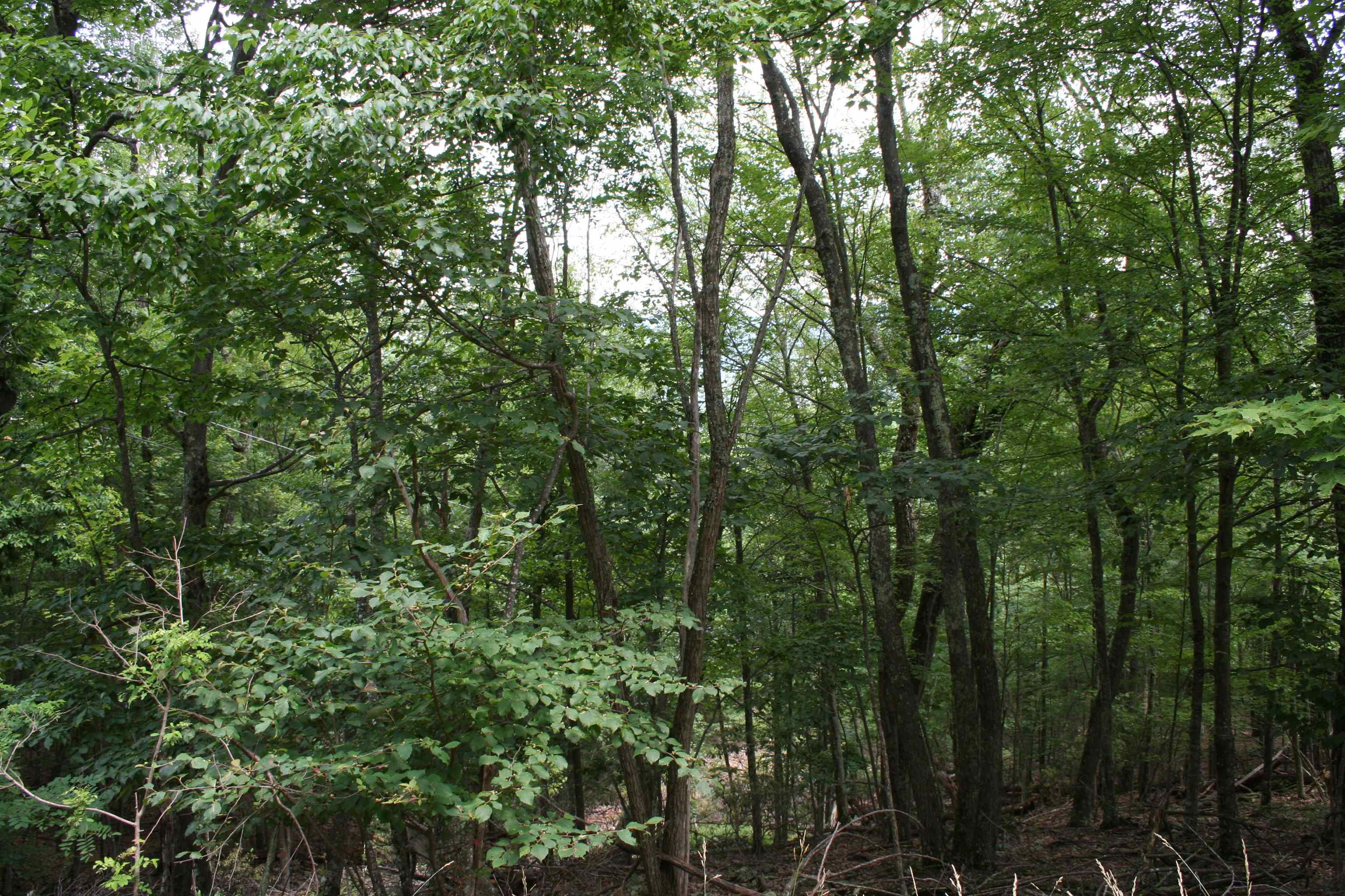 41 S High Valley Dr, Monterey, VA 24465 - photo 2