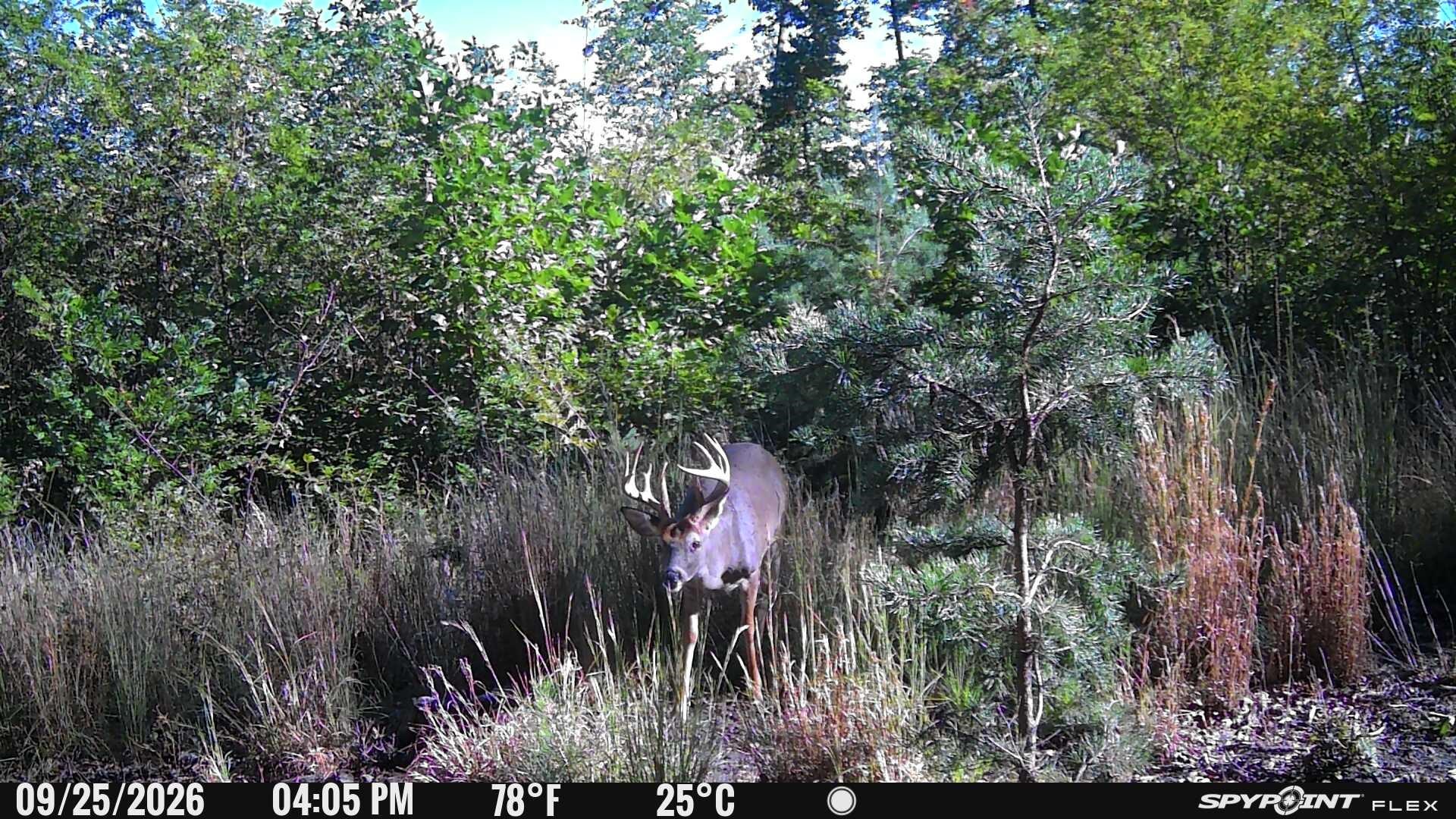 Big River Rd, Goshen, VA 24439 - photo 2