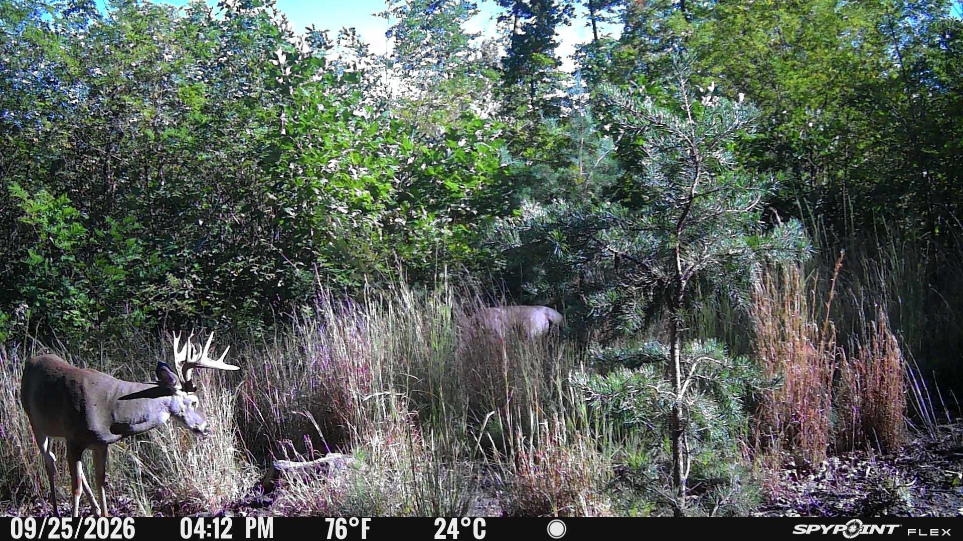 Big River Rd, Goshen, VA 24439 - photo 5