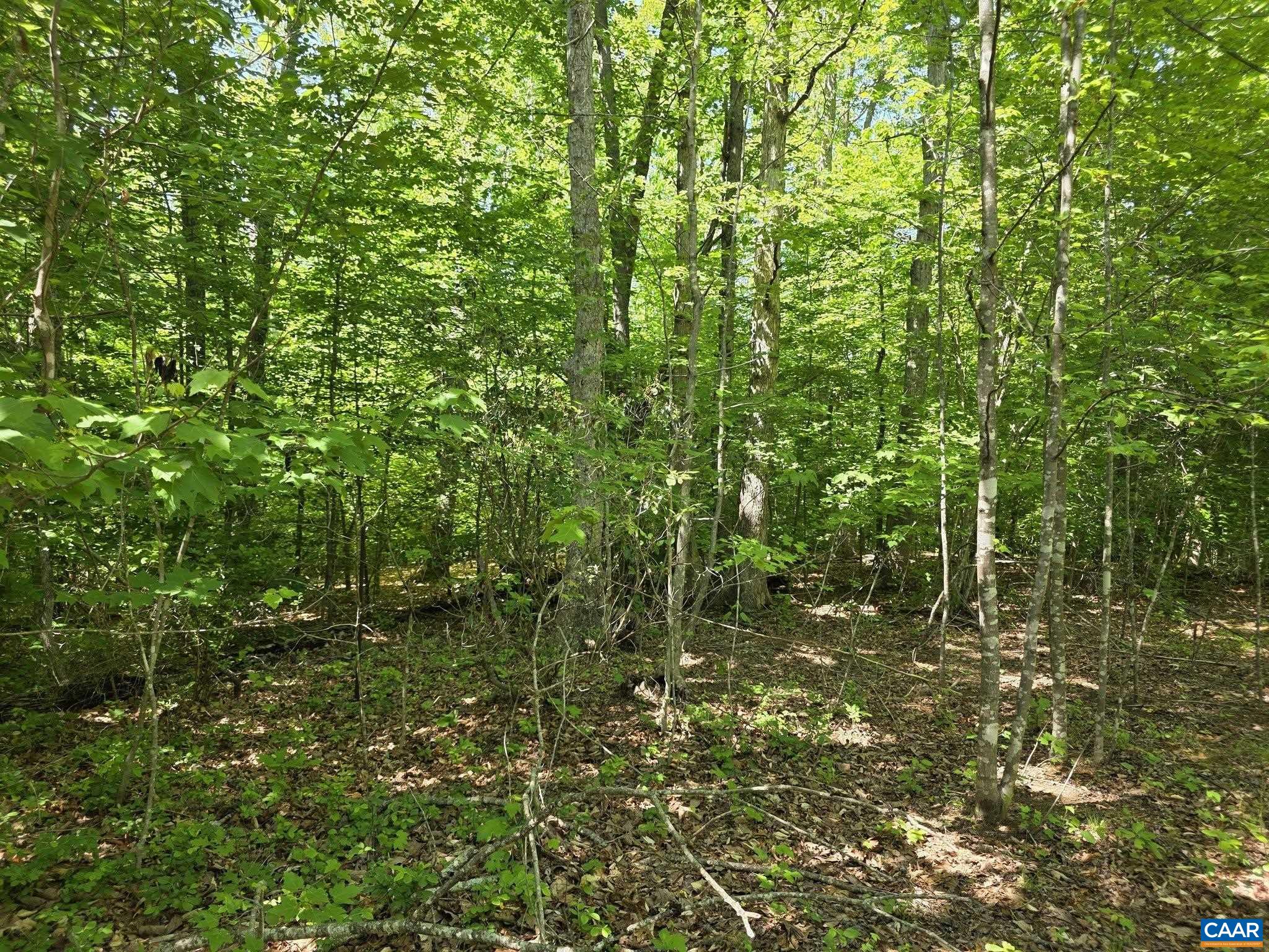 1 Coquina Dr, Barboursville, VA 22923 — photo 3
