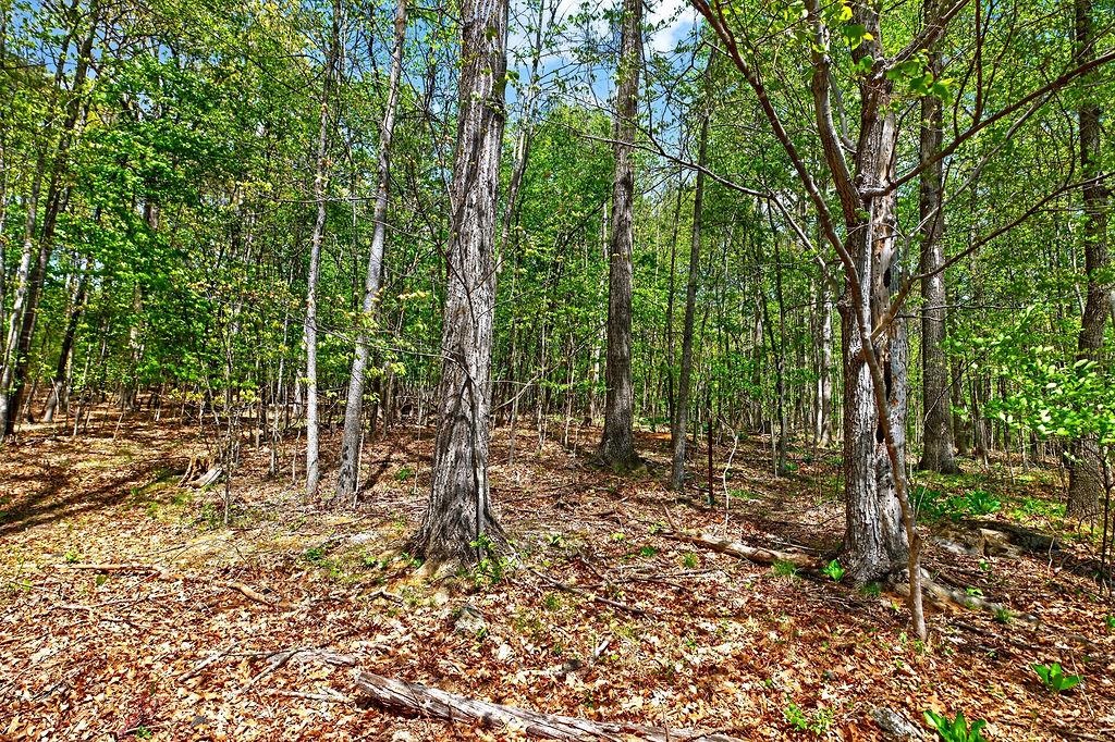 Hessian Ln, Staunton, VA 24401 - photo 5