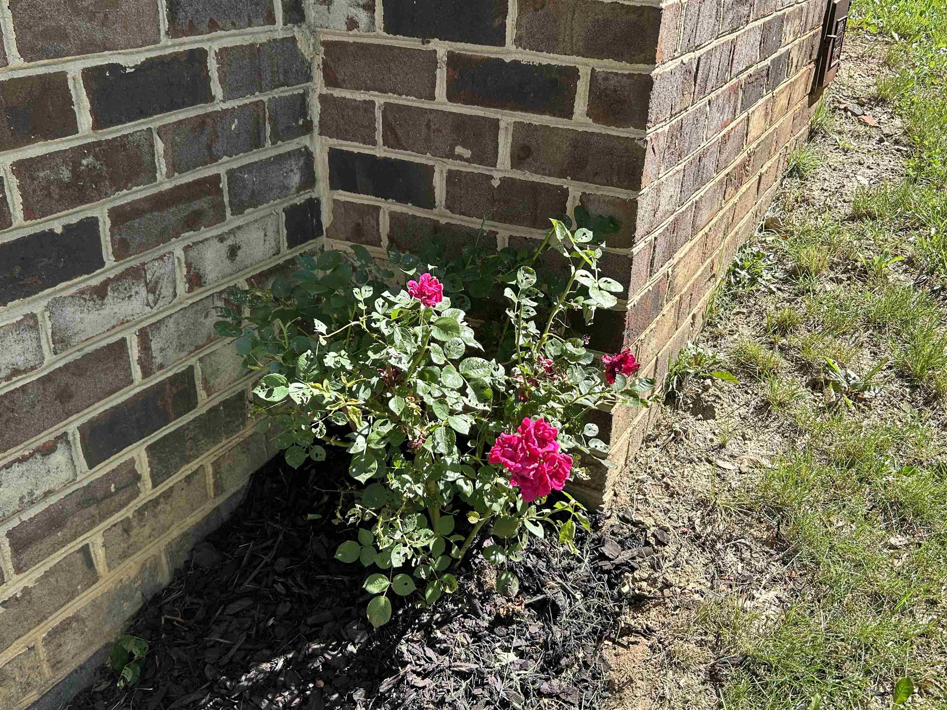 20 Bingham St, Verona, VA 24482 — photo 8